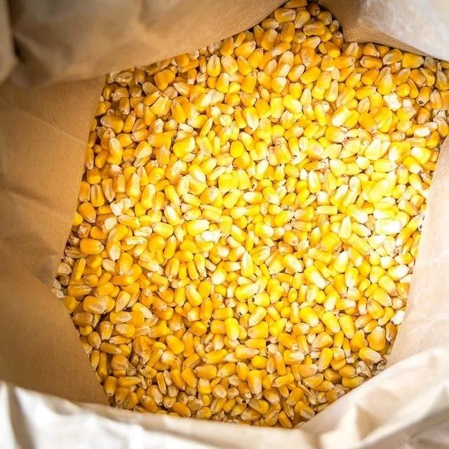 yellow corn17.jpg