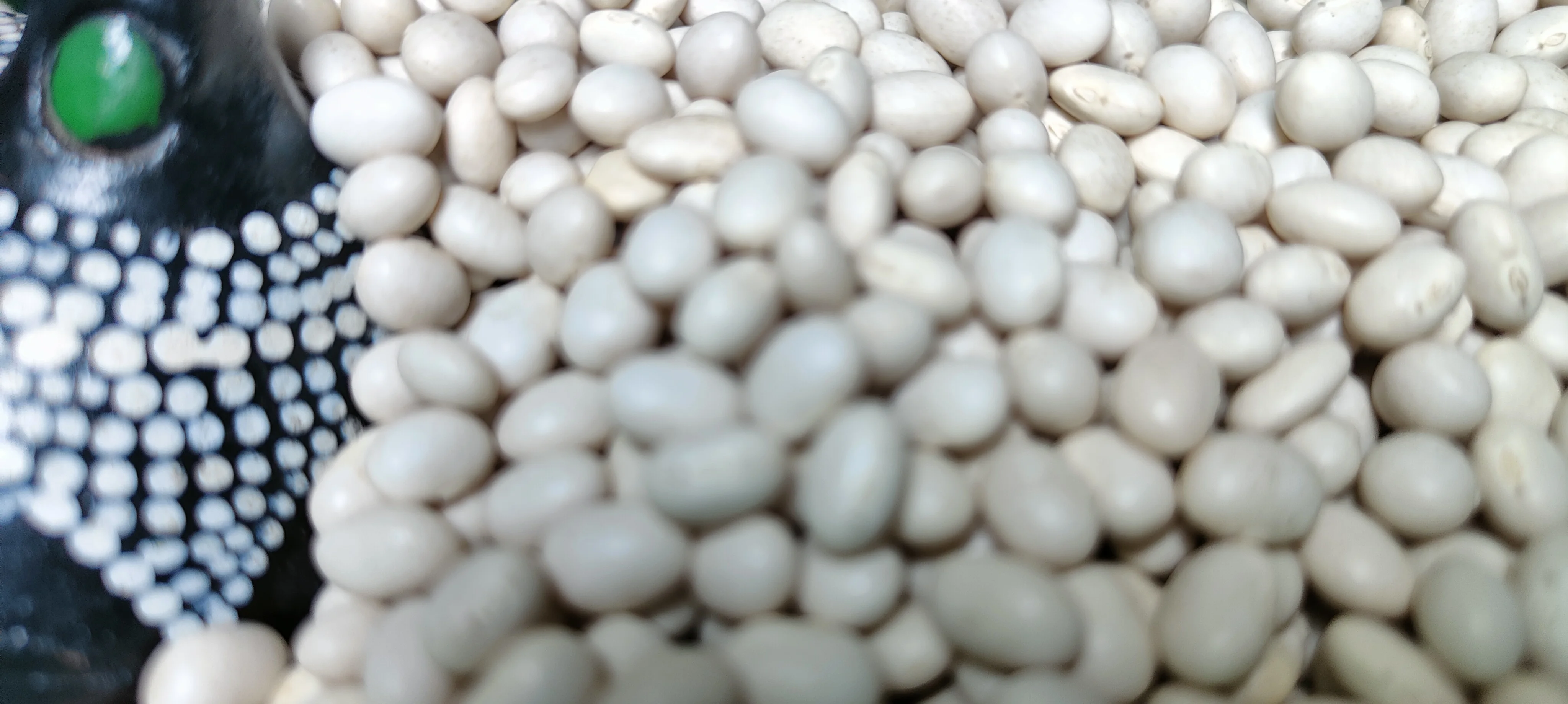 Top Standard Ethiopian White Kidney Beans,New Crop 2024,Fully Polished ...