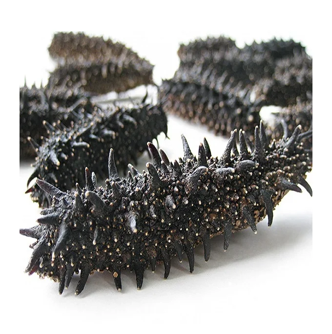 Premium Quality Dried Sea Cucumber Bulk Stock At Wholesale Cheap Price Buy Best Quality Hot