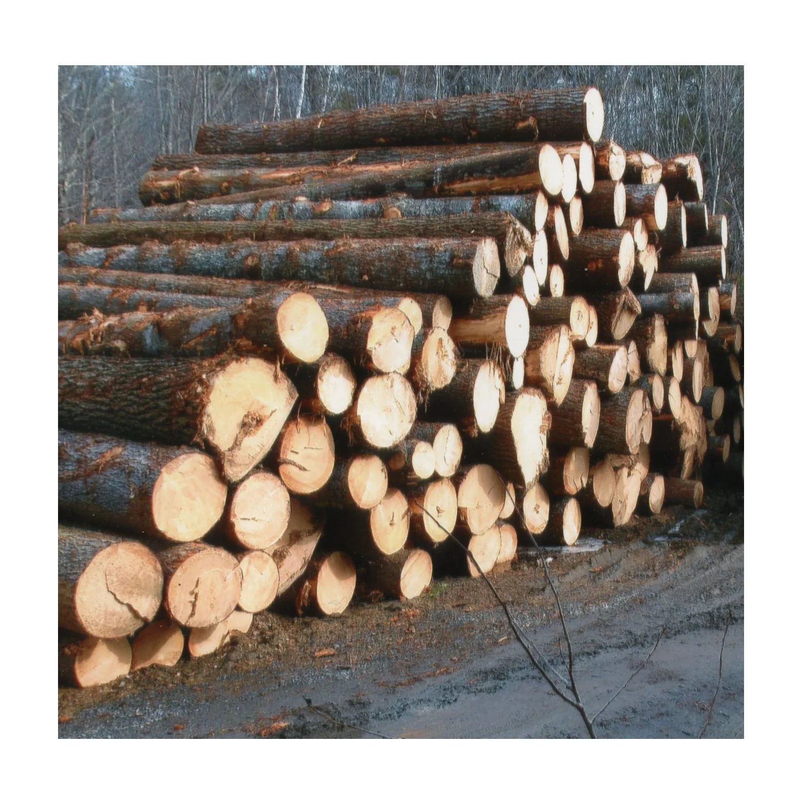 Highest Quality Cedar Wood Logs - Buy Excellent Supplies Sawn Pine Wood ...