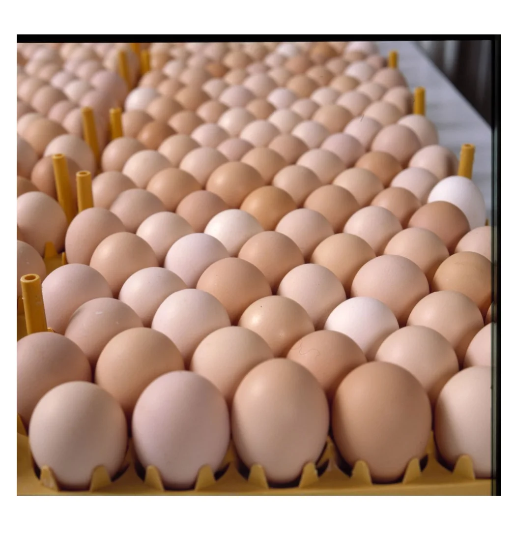 egges.jpg