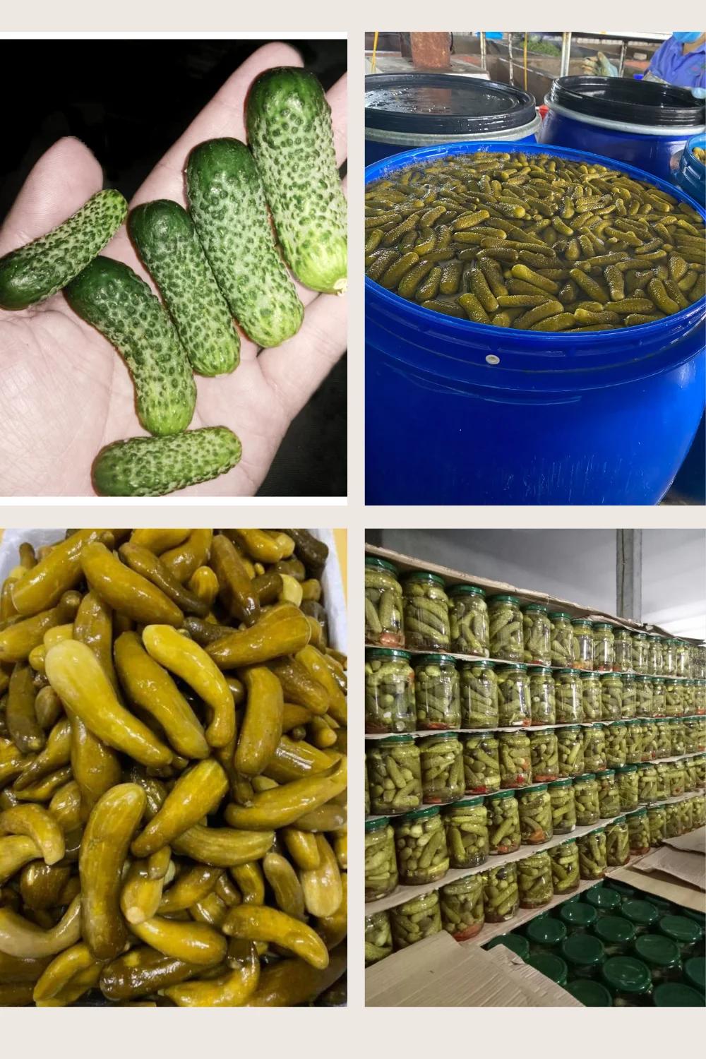 Preserved Canned Cucumber In Vinegar Pickled Cucumber In Jar 540 Ml With Acetic Acid Buy