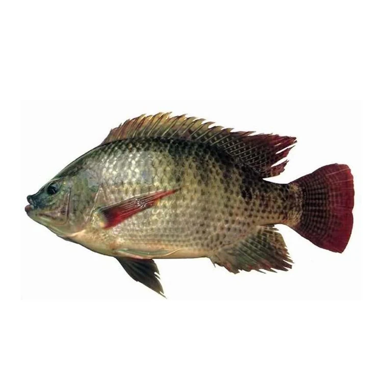 Iqf 10 Kgs Per Carton Frozen Tilapia Wholesale Tilapia Fish Price With