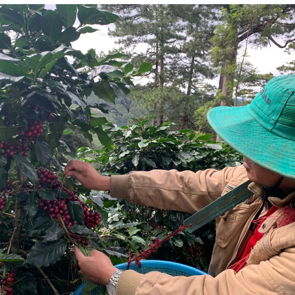 Good Price Roasted Coffee Beans Viet Nam Hiva's Coffee 100% Pure Robusta 0.25kg Medium Roasted Chocolate Accept OEM FRESH COFFEE