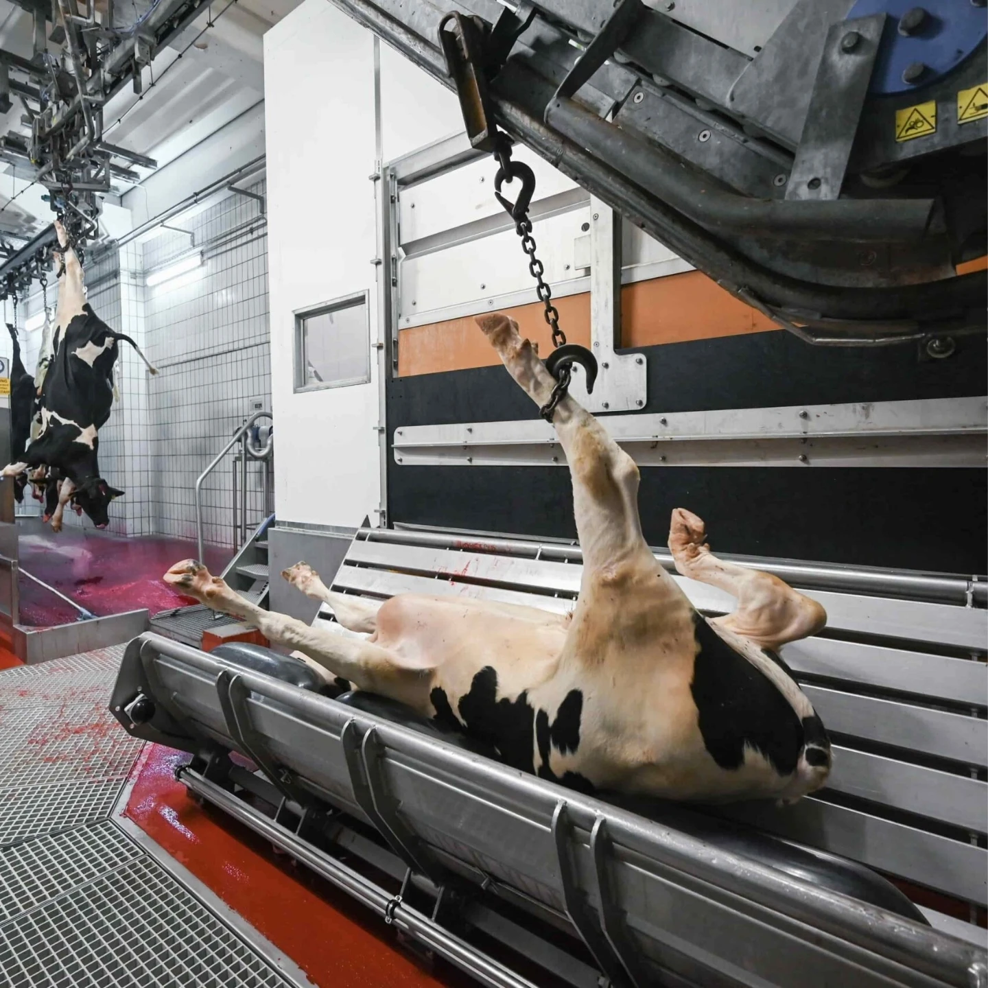 Automatic cattle bleeding line stainless steel beef slaughtering equipment halal certified model OSE-BL100
