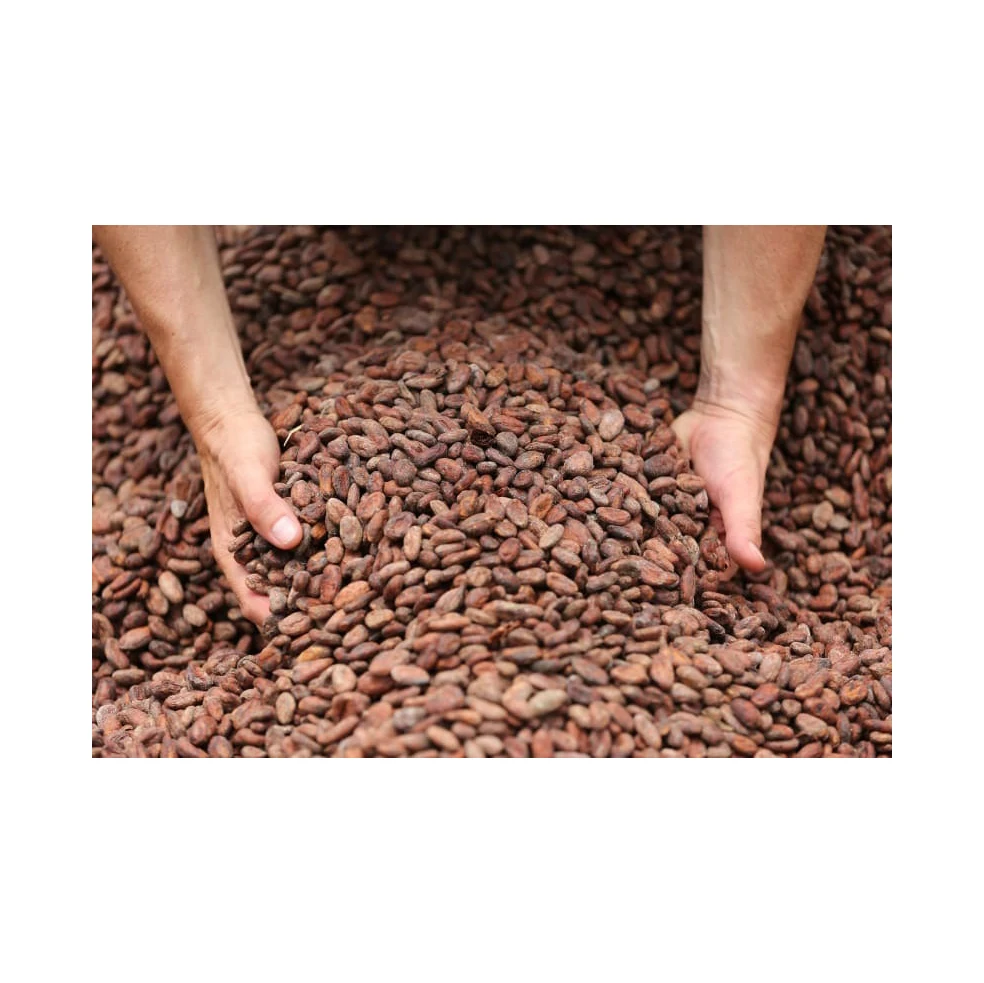Cocoa Beans New Crop Fermented Cocoa Beans Buy Cheap Rate Wholesale Best Cocoa Beans For Sale