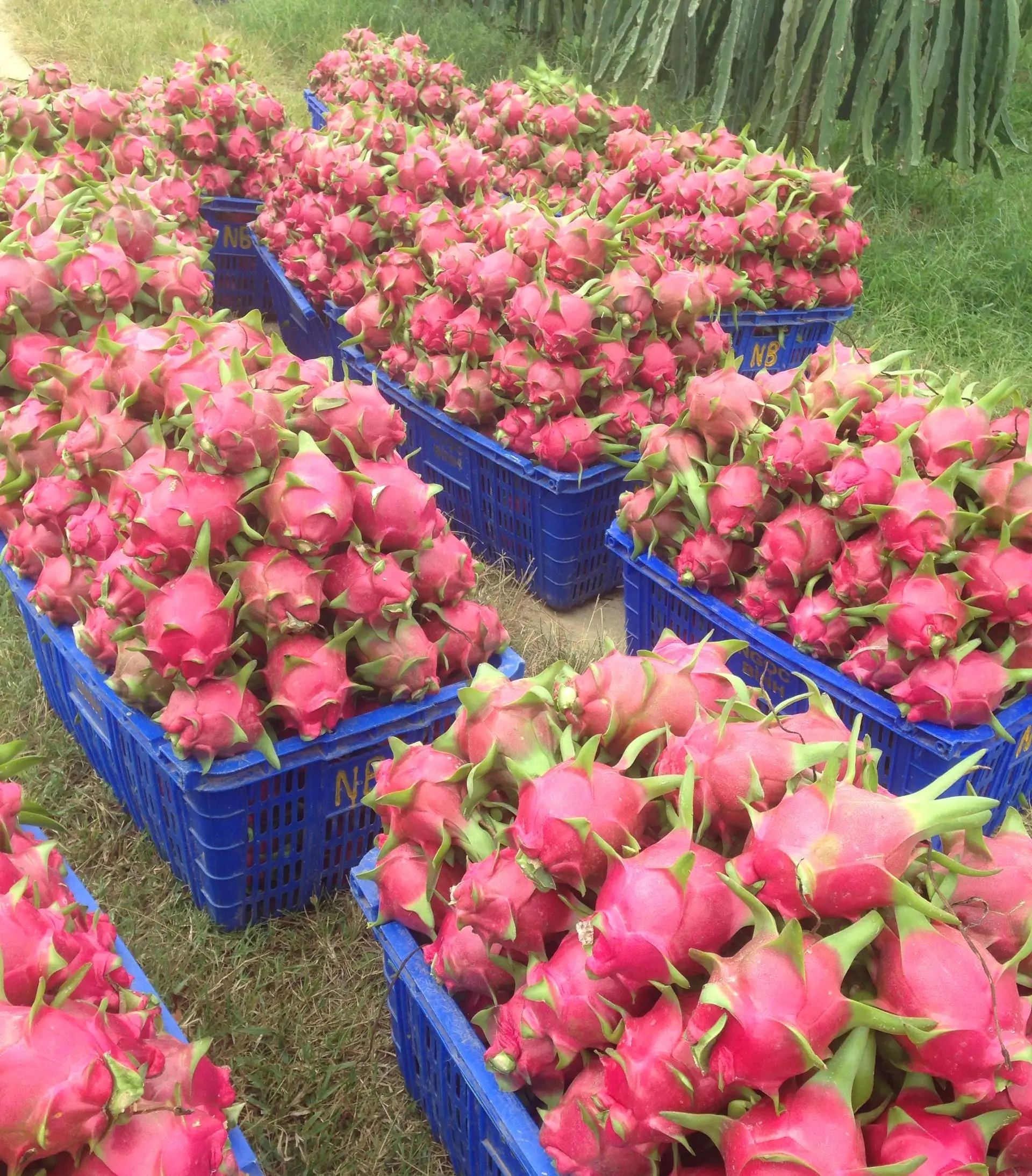 Hot Dried Red Dragon Fruit Selling Agricultural Products Used For Good