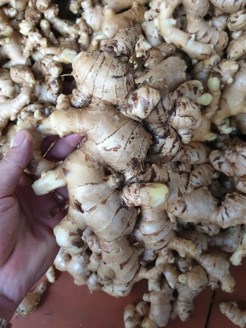 Frozen Crushed Ginger Cubes Frozen Ginger Peeled Frozen Vegetable