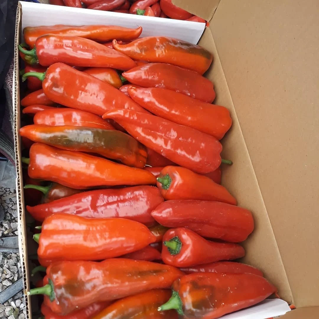 bell pepper  (10).jpg