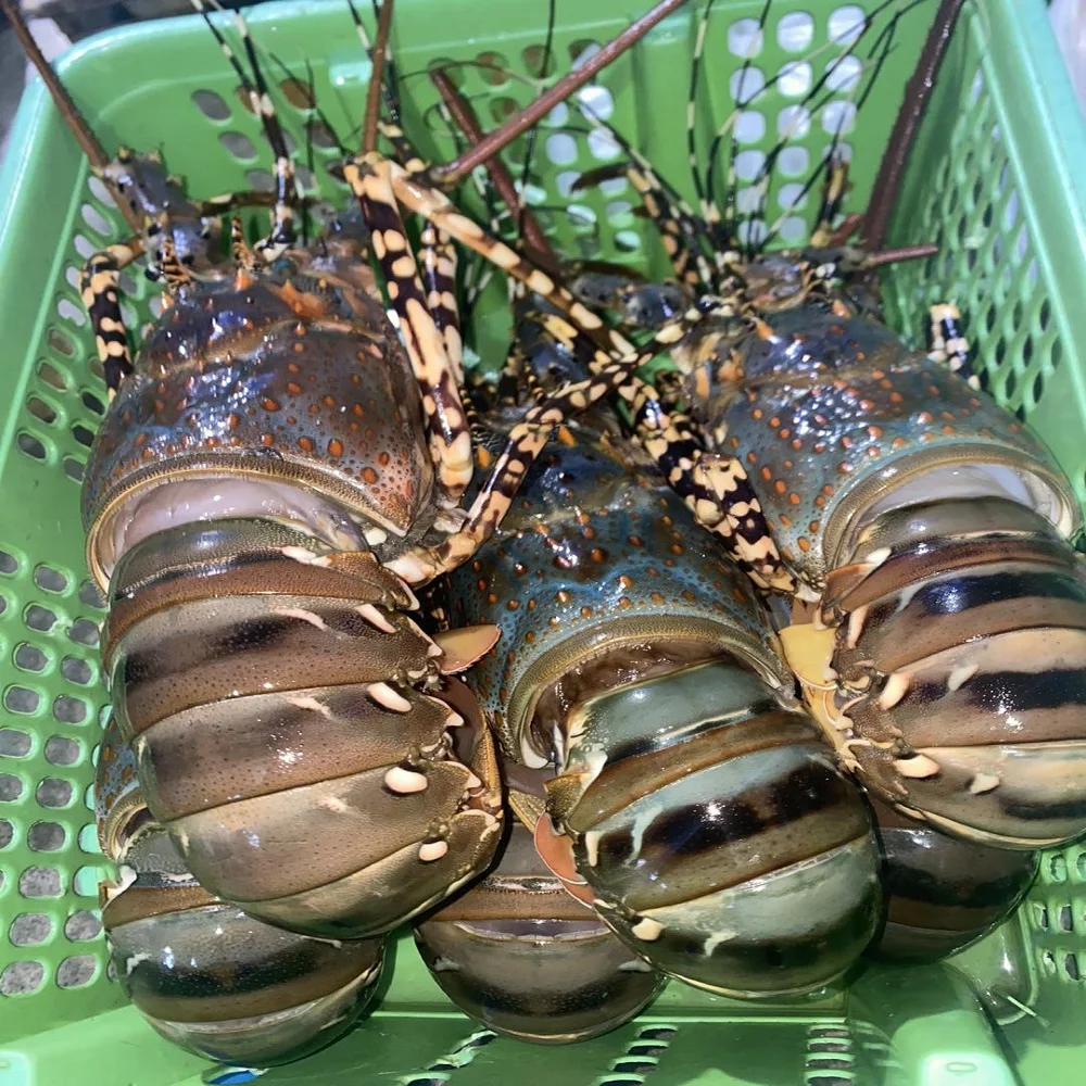 Live Lobsters/live Spiny Lobsters/live Seafood Wholesalers Brazil Bulk ...