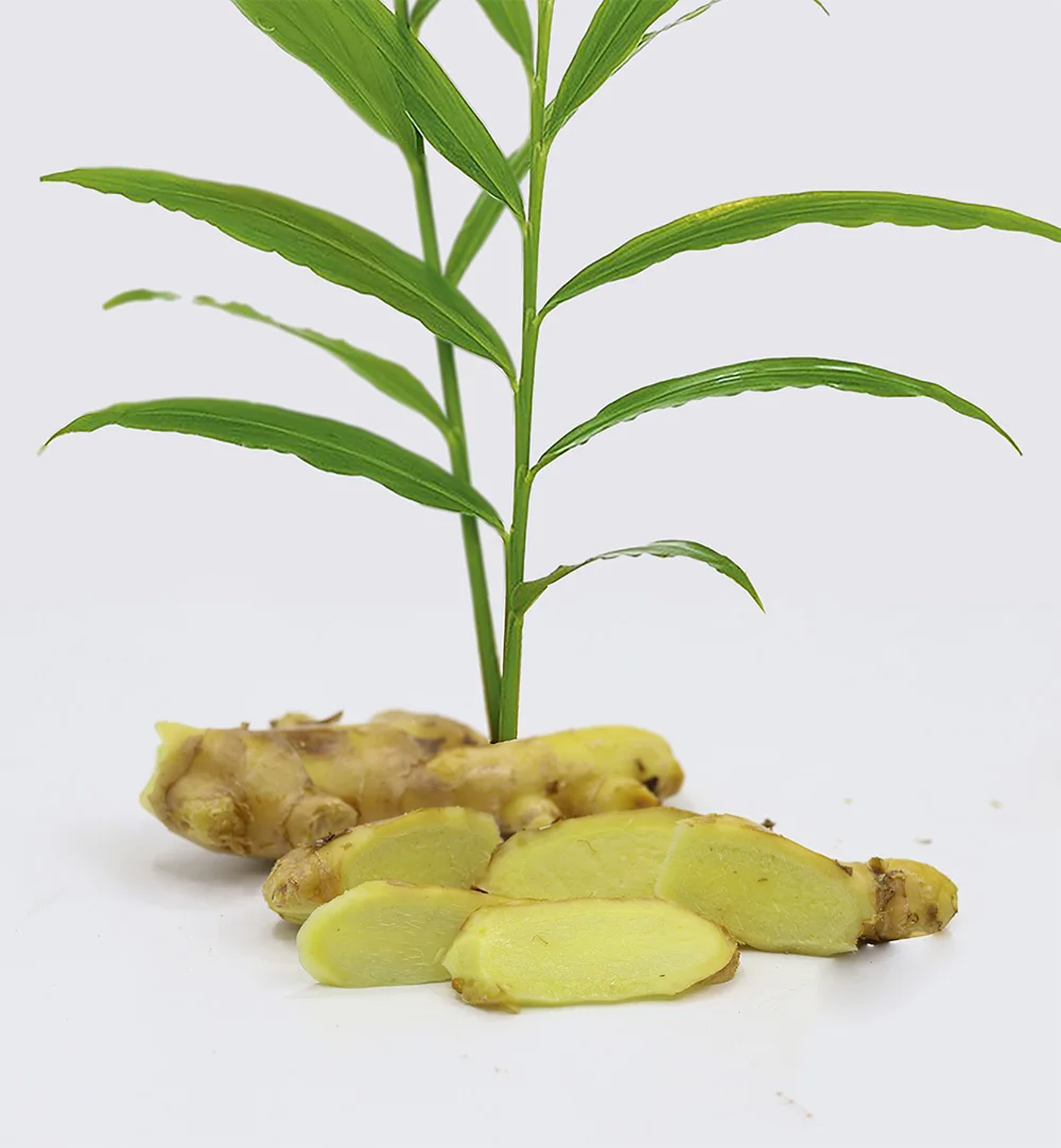 Fresh Ginger High Quality Vietnamese Dried Ginger For Export / Cheap