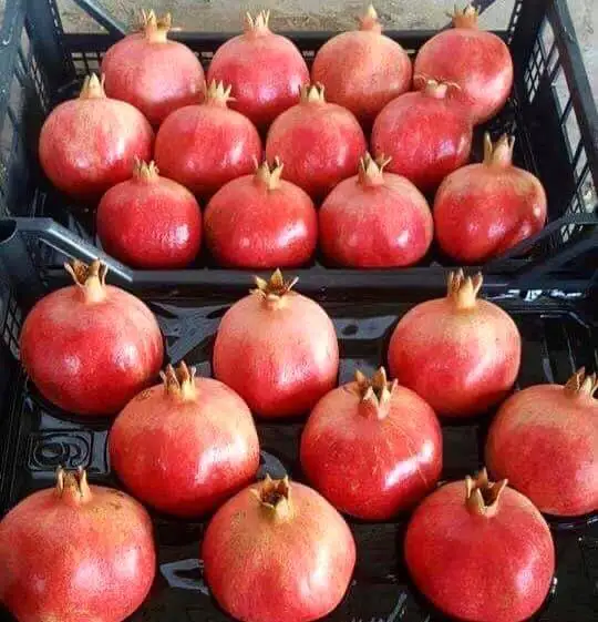 Свежий