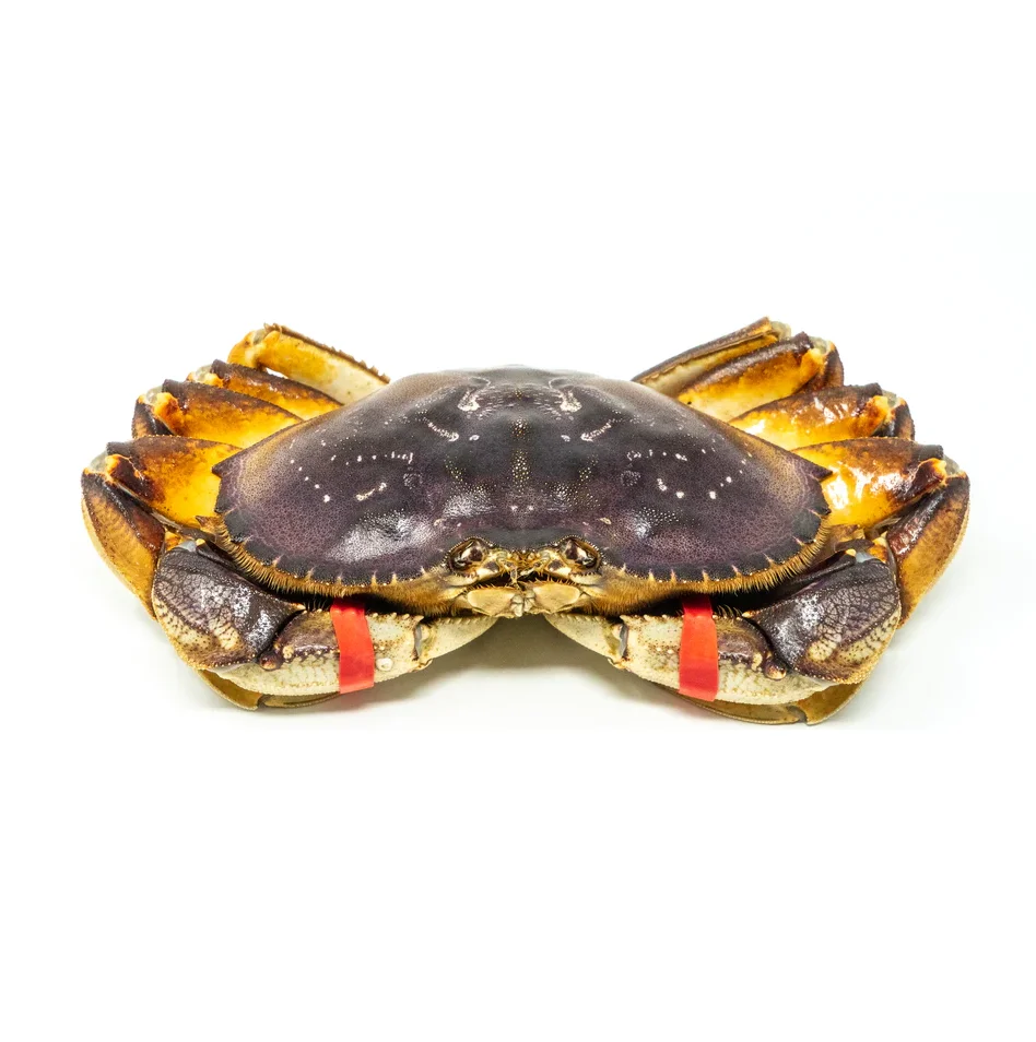 Best Quality Fresh / Live Dungeness Crab (seafood) Fresh Stock Bulk