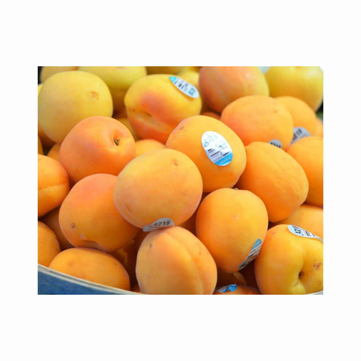 Top Quality Fresh Fresh Apricot,Fresh Apricot Fruit