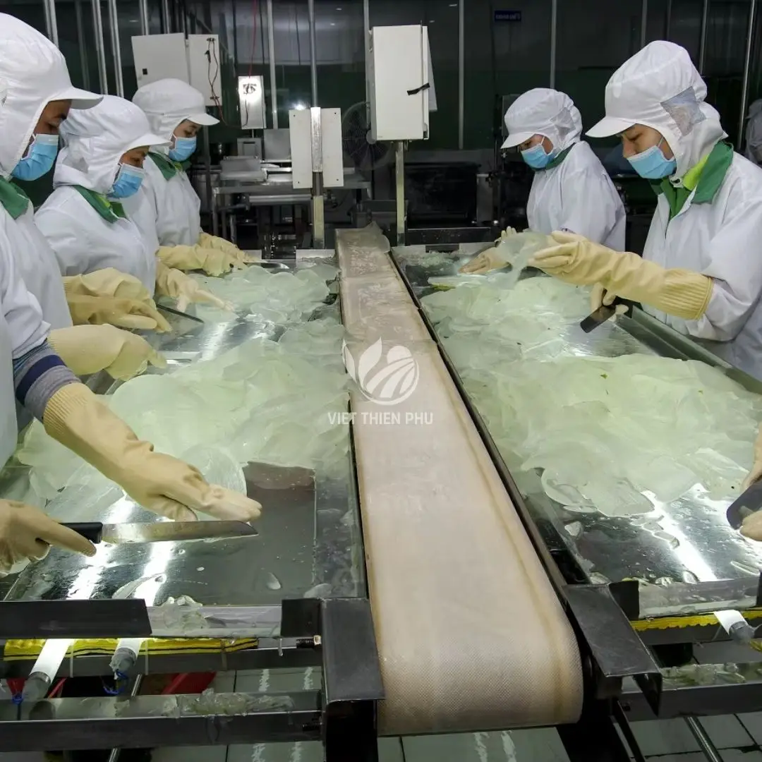 Frischer Cubed ALOE VERA Wrfel/Aloe Vera Wrfel Lieferant aus Vietnam fr  Lebensmittel und Getrnke
