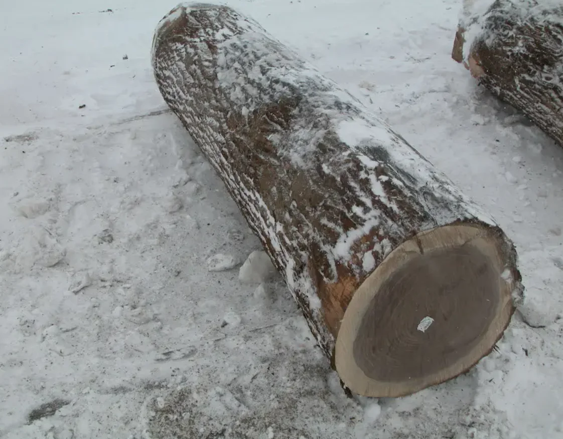 Wholesale Solid Wood Logs Black Walnut Slab Timber Grade ABUBINGA BUBINGA