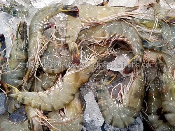 black tiger shrimp 1.jpg
