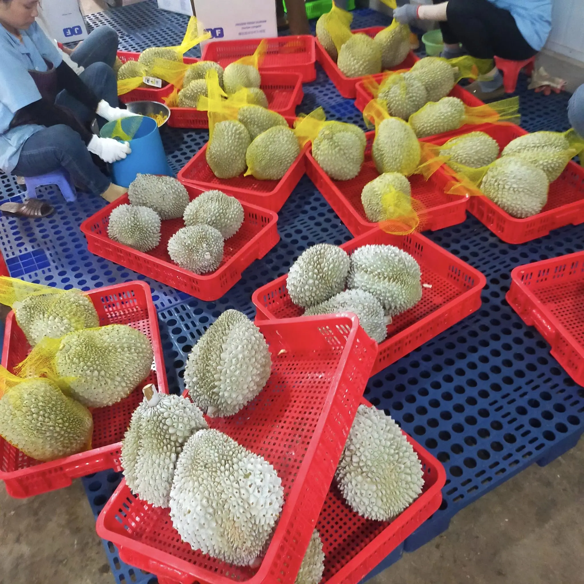 health-benefits-of-durian-durian-lovers