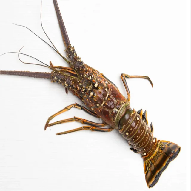 Live Lobsters Live Spiny Lobsters Live Seafood Wholesalers Bulk