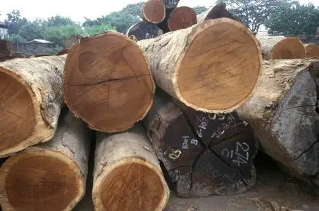 Lauan Logs for Export to Europe  Philippine Mahogany Logs for Export to Europe  Lauan Logs for Export to Asia
