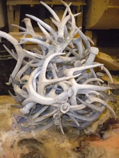 Whole Red Deer Antlers  3.jpg