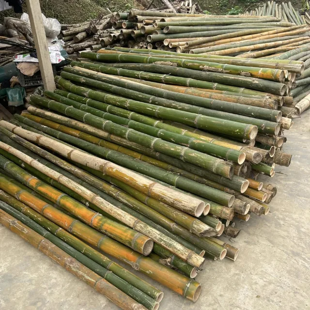 Natrliche Bambusstangen - Grohandel fr Rohe Bambus-Baumaterialien &  Lieferungen aus Vietnam