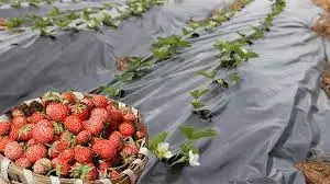 Лучшее качество Лучшая цена свежая клубника % 100 Натуральная Органическая от турецкого