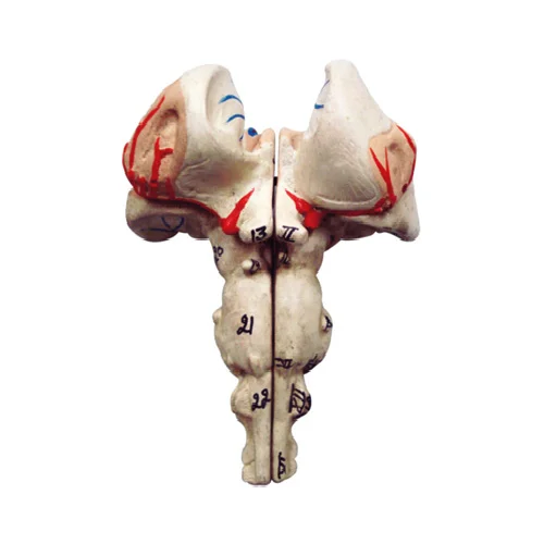 Human Brain Stem Model Of The Brain Stem Including Transverse Sections ...