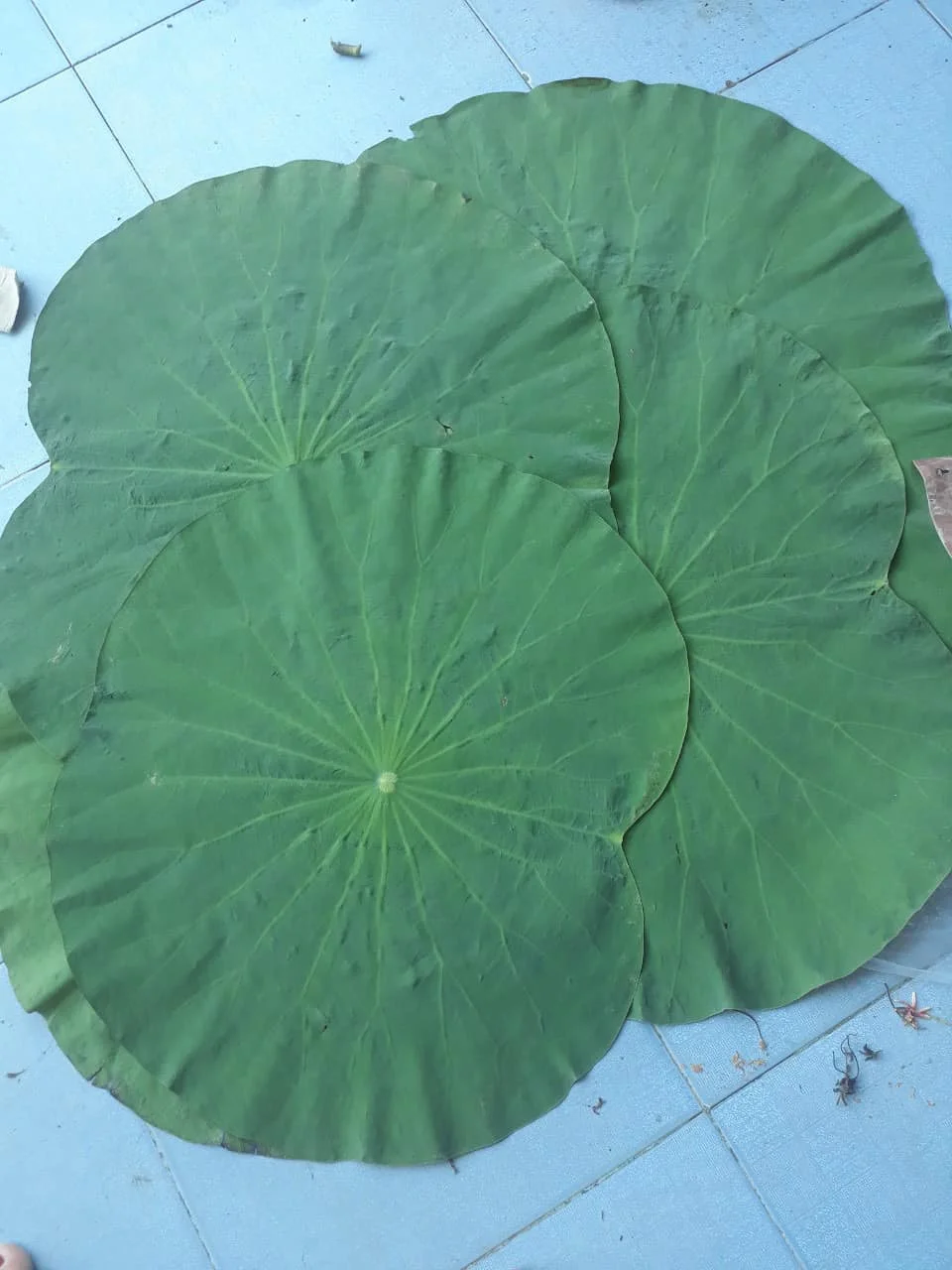Fresh Lotus Leaf To Wrap Food With Competitive Price From Vietnam Buy