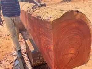 Padauk Logs with No Defects  Padauk Logs for Shipbuilding  Padauk Logs for Construction Beams