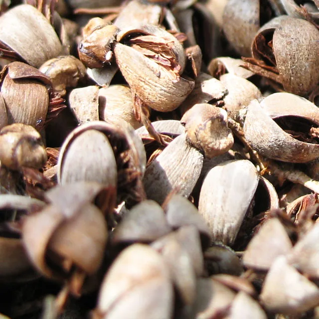 Palm Kernel Shells (pks),High Energy Content (15.622.1 Mj/kg) Buy Palm Kernel Shell,Ash