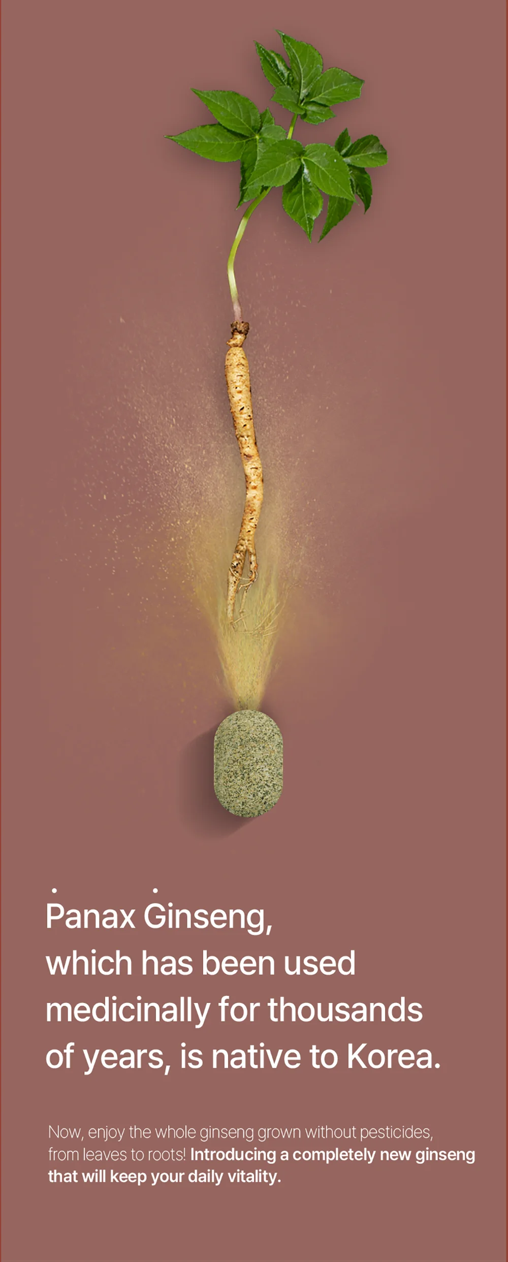 Korean Manufactured Product Korean Panax Ginseng Extract Oem Odm Best