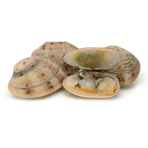 Fresh Frozen Clams Made In Vietnam 500g; 800g; 1000g; 1200g Bag Buy