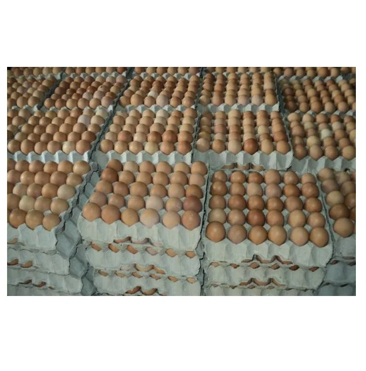 Wholesale Price Broiler Hatching Eggs Ross 308 And Cobb 500 And Chicken