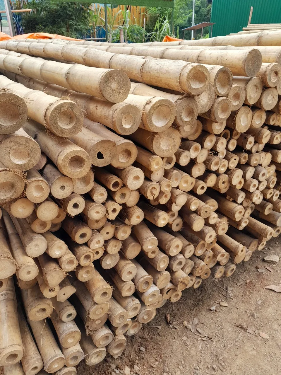 Decorative Natural Bamboo Poles Agriculture High Quality in Viet Nam With Cheap Price