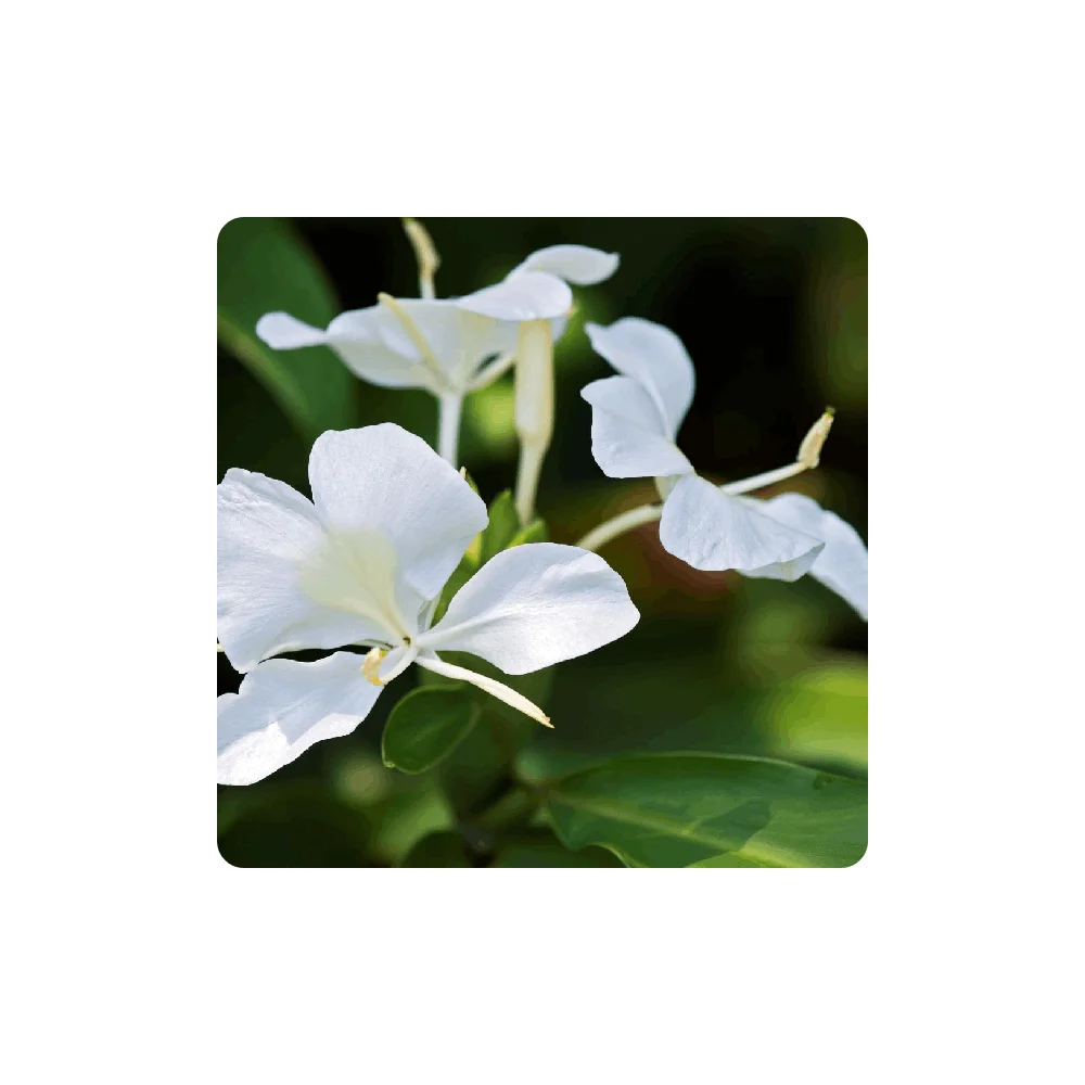 Aceite De Lirio De Jengibre Blanco Con Propiedades Antioxidantes,Aceite  Esencial De Lirio Blanco - Buy Lirio De Jengibre Aceite Blanco Lirio De  Jengibre Aceite Esencial Beneficios Hedychium De Aceite,Jengibre Blanco  Lily Aceite