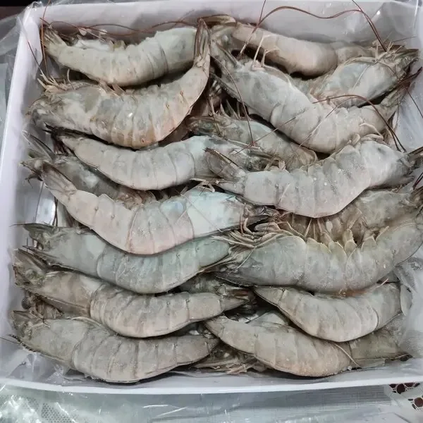 Frozen Vannamei Shrimp Farming Head On From Thailand Available In Stock