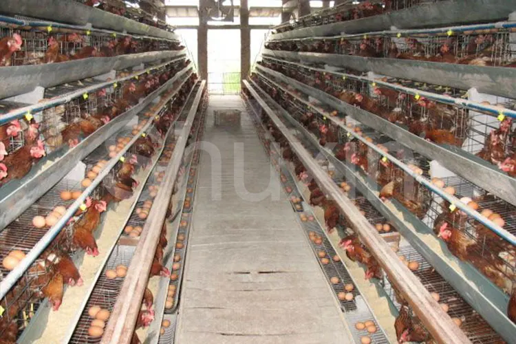 Poultry Farm 2000 Birds Galvanized Metal Animal Eggs Battery Cages Layer Laying Hens Chicken Breeding Cage