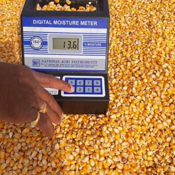 Yellow Corn for Human Consumption Non-GMO Organic Glutinous Dried with 3 Months Shelf Life-Corn Maize