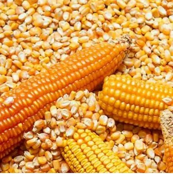 Dry Yellow Corn for Animal Feed Wholesale Yellow Corn Animal Feed