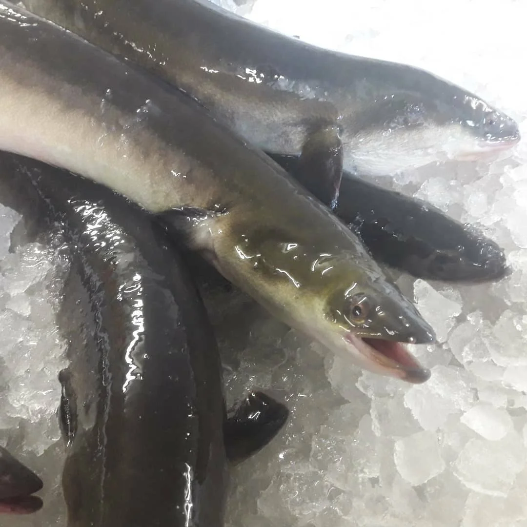 Wholesale Premium Quality Vietnam Origin Conger Eel For Sale From