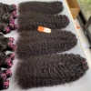 Burmese Curly