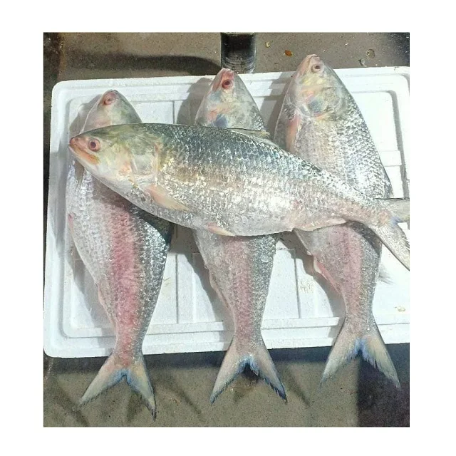 Frozen Fish Fresh Tilapia Supplier Block Bulk Style Packaging Package