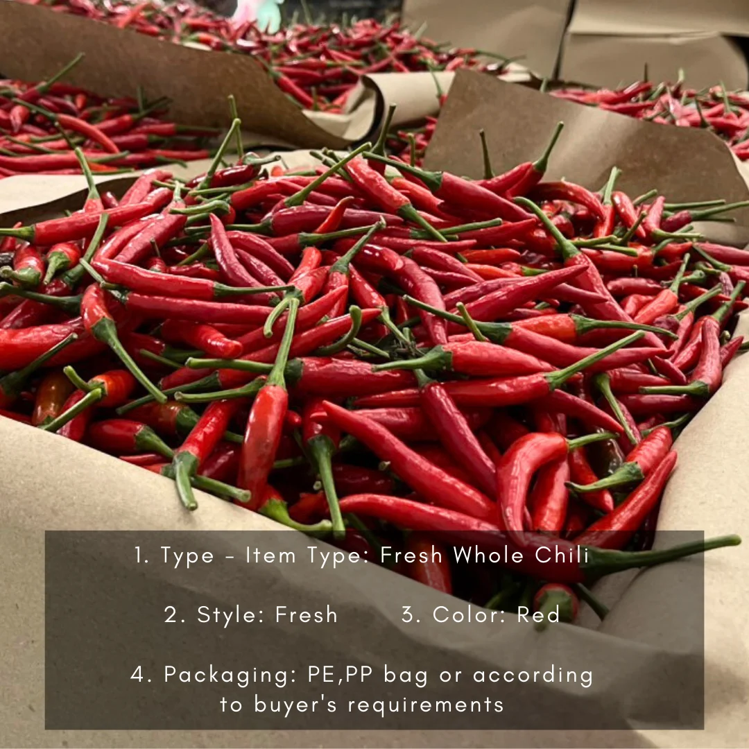 Fresh Red Chili From Top Suppliers Vietnam Best Fresh Chili Premium ...