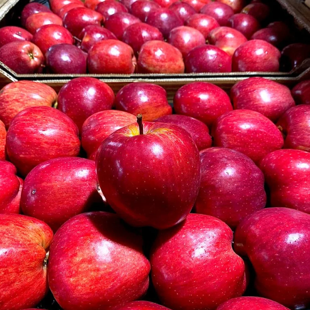 Fresh Apple 14.jpg