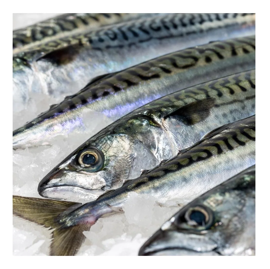 Spanish Horse Mackerel Price Fresh Catch Frozen Pacific Mackerel Fish Buy Frozen Pacific