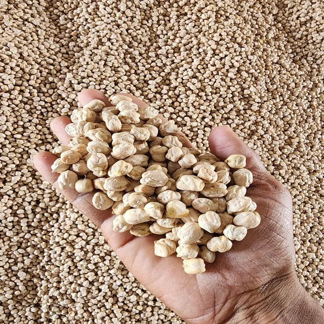 Нут кабули горох хорошего качества доступен для экспорта
