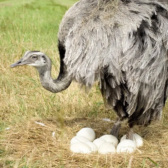 Good Fertile Ostrich Eggs And Chicks For Sale Buy Fresh Fertile