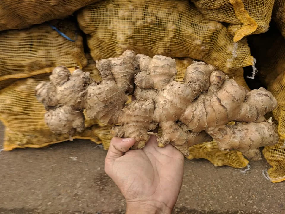 Fresh Organic Ginger 2024 Season Aa Grade Ginger Premium Quality Export