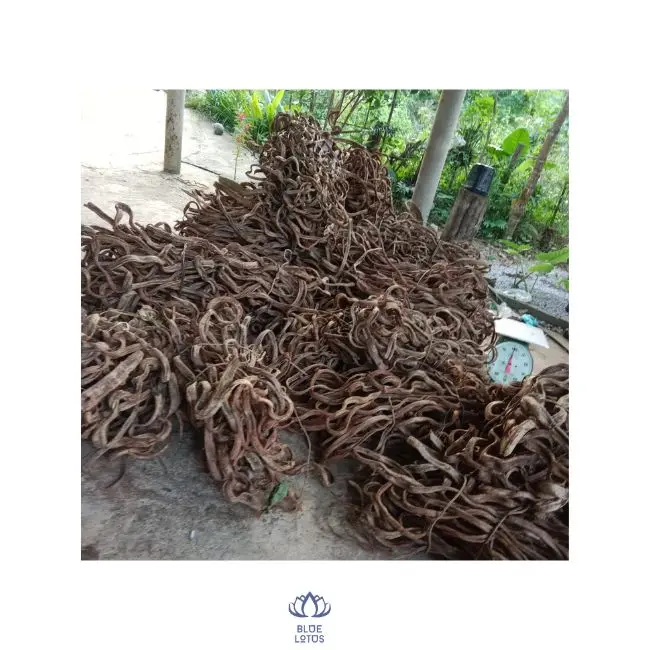 Blue Lotus Farm Hot Product Decorative Twisted Forest Rope Climbing Vines for Sale Rope Limbs and Entwines Oak Tree Liana